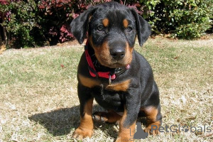 Foto №1. dobermann - zum Verkauf in der Stadt Blatt | 450€ | Ankündigung № 169436