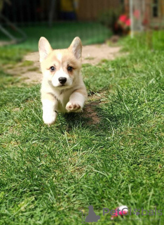 Foto №1. welsh corgi - zum Verkauf in der Stadt Bačka Topola | verhandelt | Ankündigung № 105146