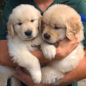 Foto №1. golden retriever - zum Verkauf in der Stadt Gladbeck | verhandelt | Ankündigung № 168392