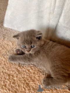 Foto №3. Chat. Frankreich