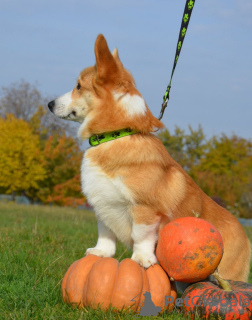 Zusätzliche Fotos: Wahnsinnig schön und sehr charmant! Baby Waliser Corgi Pembroke.