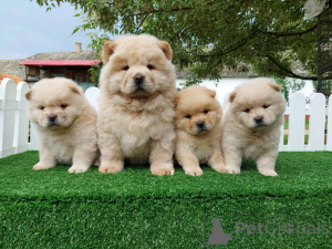 Foto №1. chow-chow - zum Verkauf in der Stadt Belgrad | verhandelt | Ankündigung № 139143