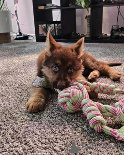 Foto №2 zu Ankündigung № 137787 zu verkaufen deutscher schäferhund - einkaufen Deutschland quotient 	ankündigung, züchter