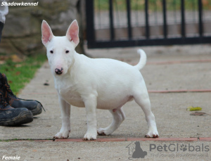 Foto №4. Ich werde verkaufen bullterrier in der Stadt Belgrad.  - preis - verhandelt