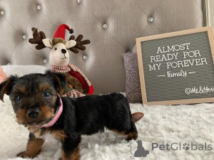 Foto №1. yorkshire terrier - zum Verkauf in der Stadt Meljine | 750€ | Ankündigung № 163333