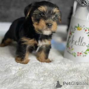 Foto №1. yorkshire terrier - zum Verkauf in der Stadt Meljine | 750€ | Ankündigung № 163334