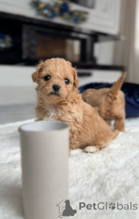 Foto №4. Ich werde verkaufen malteser in der Stadt Amsterdam. züchter - preis - verhandelt