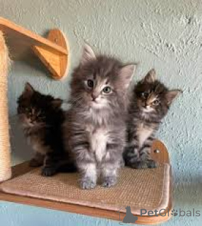 Foto №1. norwegische waldkatze - zum Verkauf in der Stadt Krakau | 500€ | Ankündigung № 173295