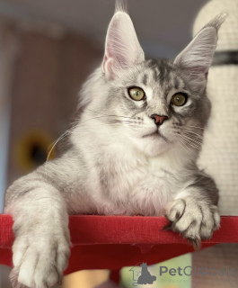 Foto №1. maine-coon-katze - zum Verkauf in der Stadt Baden-Baden | 990€ | Ankündigung № 163661