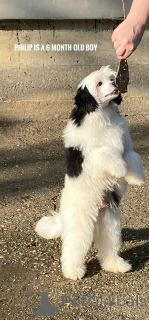 Foto №3. Chinesische Pilze Welpen. Serbien