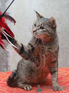 Foto №1.  - zum Verkauf in der Stadt St. Petersburg | Frei | Ankündigung № 155411