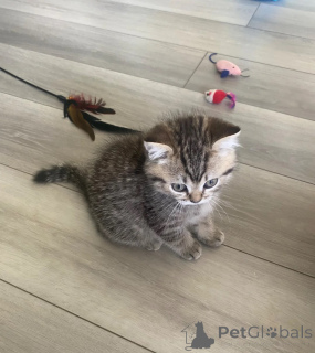 Foto №1. selkirk rex shorthair - zum Verkauf in der Stadt Handewitt | 350€ | Ankündigung № 174543