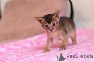 Foto №2 zu Ankündigung № 177556 zu verkaufen abessinierkatze - einkaufen Weißrussland quotient 	ankündigung, vom kindergarten, züchter
