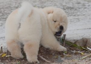 Foto №4. Ich werde verkaufen chow-chow in der Stadt Frankpolis. quotient 	ankündigung - preis - verhandelt