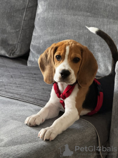 Foto №1. beagle - zum Verkauf in der Stadt Krakau | 239€ | Ankündigung № 123066