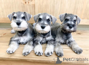 Foto №2 zu Ankündigung № 163072 zu verkaufen schnauzer - einkaufen Polen 