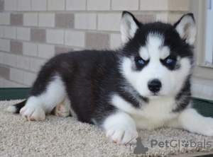 Foto №2 zu Ankündigung № 44312 zu verkaufen siberian husky - einkaufen USA quotient 	ankündigung