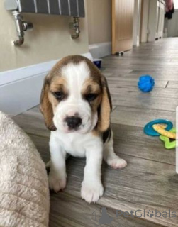Foto №1. beagle - zum Verkauf in der Stadt Frreistadt | verhandelt | Ankündigung № 170067