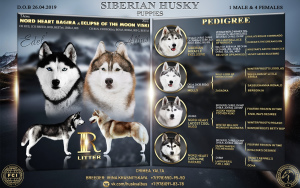 Foto №1. siberian husky - zum Verkauf in der Stadt Sewastopol | verhandelt | Ankündigung № 3030