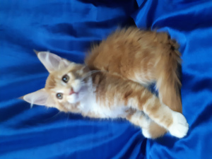 Foto №2 zu Ankündigung № 6392 zu verkaufen maine-coon-katze - einkaufen Russische Föderation züchter