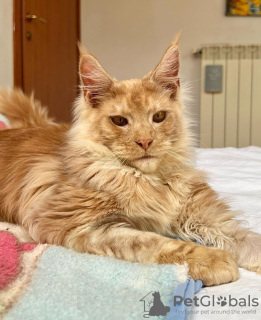 Foto №4. Ich werde verkaufen maine-coon-katze in der Stadt Berlin.  - preis - 284€