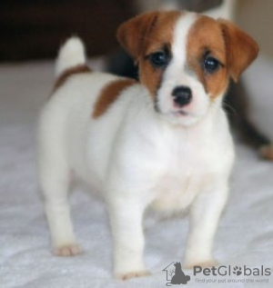 Foto №1. jack russell terrier - zum Verkauf in der Stadt Tel Aviv | 946€ | Ankündigung № 50407