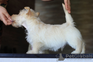 Foto №3. Scotch-Terrier. Ukraine