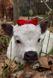 Foto №2 zu Ankündigung № 132678 zu verkaufen golden retriever - einkaufen Spanien quotient 	ankündigung