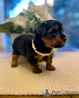 Foto №4. Ich werde verkaufen yorkshire terrier in der Stadt Ohio City. züchter - preis - Frei