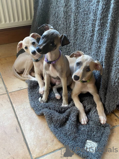 Foto №1. whippet - zum Verkauf in der Stadt Frankfurt | verhandelt | Ankündigung № 164983