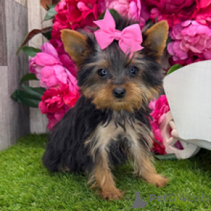 Foto №2 zu Ankündigung № 167063 zu verkaufen yorkshire terrier - einkaufen USA quotient 	ankündigung