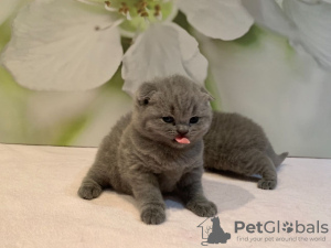 Foto №3. Ab sofort stehen Scottish Fold-Kätzchen zum Verkauf. Deutschland