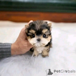 Foto №2 zu Ankündigung № 137534 zu verkaufen  - einkaufen USA züchter