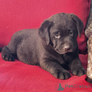 Foto №3. Kakao-Labrador-Retriever-Hündin, 9 Wochen alt, bereit, nach Hause zu gehen. Deutschland