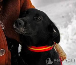 Foto №2 zu Ankündigung № 119564 zu verkaufen mischlingshund - einkaufen Russische Föderation quotient 	ankündigung