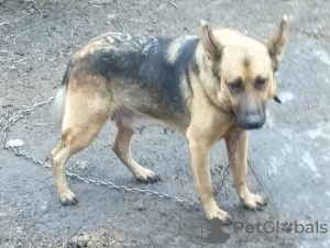 Foto №2 zu Ankündigung № 8489 zu verkaufen deutscher schäferhund - einkaufen Ukraine quotient 	ankündigung