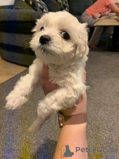 Foto №4. Ich werde verkaufen bichon frisé in der Stadt Anderlecht. quotient 	ankündigung, züchter - preis - 650€