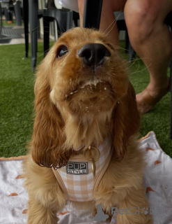 Foto №4. Ich werde verkaufen golden retriever in der Stadt Höfn. quotient 	ankündigung - preis - 630€