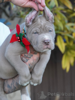 Foto №2 zu Ankündigung № 160711 zu verkaufen amerikanischer mastiff - einkaufen Deutschland quotient 	ankündigung