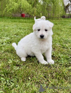 Foto №2 zu Ankündigung № 165812 zu verkaufen berger blanc suisse - einkaufen Deutschland quotient 	ankündigung, züchter