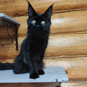 Foto №2 zu Ankündigung № 147139 zu verkaufen maine-coon-katze - einkaufen Russische Föderation vom kindergarten