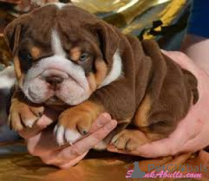 Foto №2 zu Ankündigung № 135900 zu verkaufen englische bulldogge - einkaufen Deutschland 