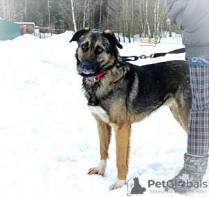 Foto №4. Ich werde verkaufen mischlingshund in der Stadt Москва. quotient 	ankündigung - preis - Frei