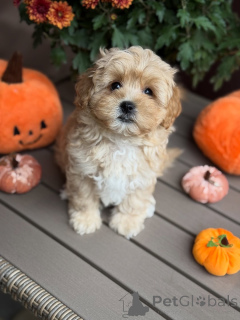 Foto №1. maltipu - zum Verkauf in der Stadt Beaufort | 550€ | Ankündigung № 157763