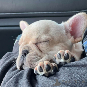 Foto №1. mischlingshund - zum Verkauf in der Stadt Louisville | 2975€ | Ankündigung № 147271