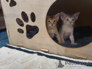 Foto №1. abessinierkatze - zum Verkauf in der Stadt Tomsk | 493€ | Ankündigung № 106839