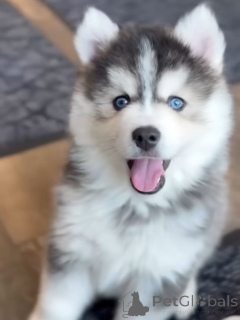 Foto №4. Ich werde verkaufen siberian husky in der Stadt München. züchter - preis - verhandelt