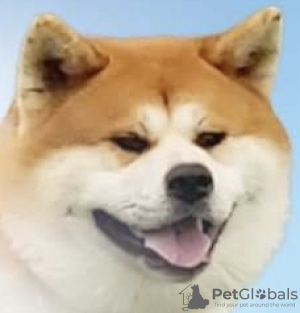 Foto №2 zu Ankündigung № 130506 zu verkaufen akita - einkaufen Serbien züchter