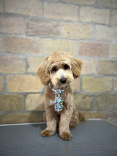 Foto №4. Ich werde verkaufen maltipu in der Stadt Belgrad. züchter - preis - verhandelt