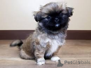 Foto №1. pekingese - zum Verkauf in der Stadt Berlin | verhandelt | Ankündigung № 136783